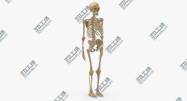 images/goods_img/20210312/Real Human Woman Skeleton Bones Anatomy With Intervertibral Disks 01 model/2.jpg